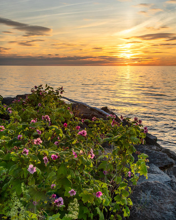 Beach Flowers Sunset Photograph by Rod Best