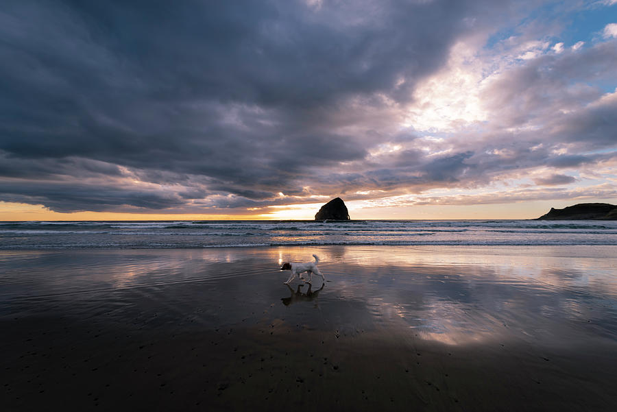 Beach Freedom Photograph by Steven Clark