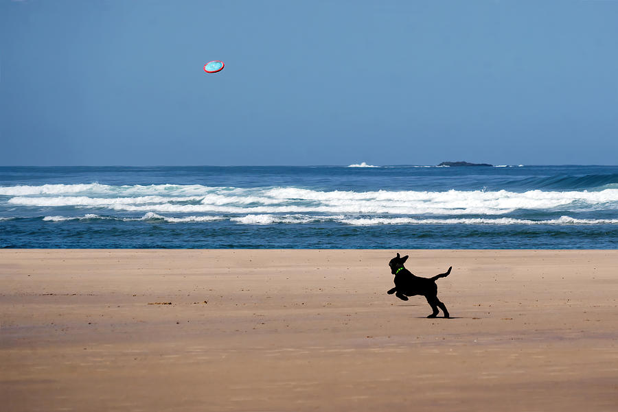 Beach Frisbee - Dog Photograph by Nikolyn McDonald