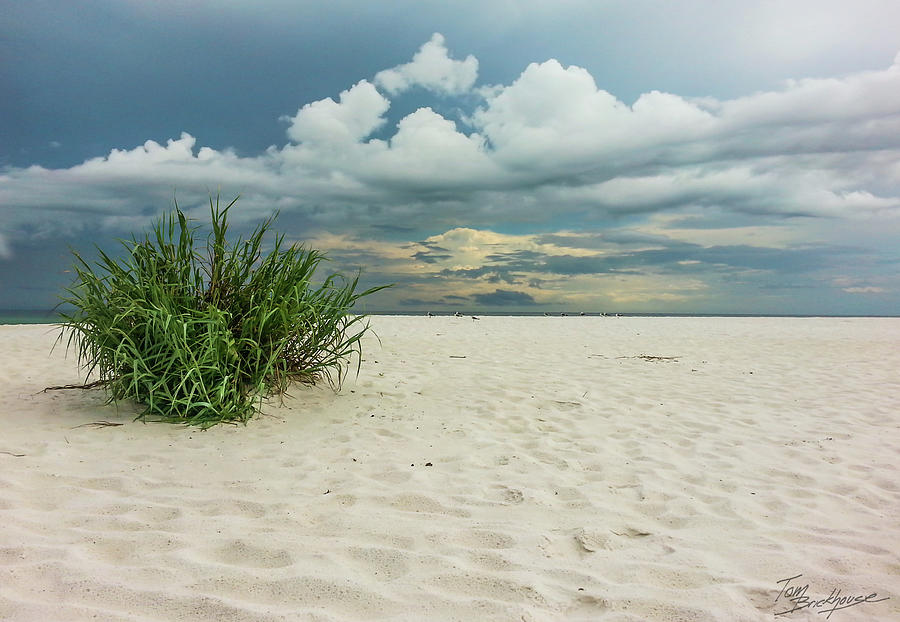 Beach Grass and Clouds Photograph by Tom Brickhouse