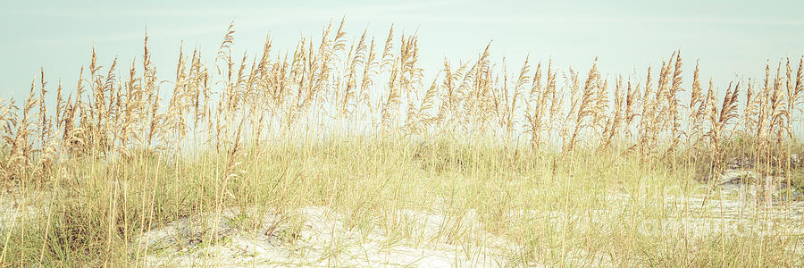 Beach Grass and Sea Oats Panorama Photo Photograph by Paul Velgos