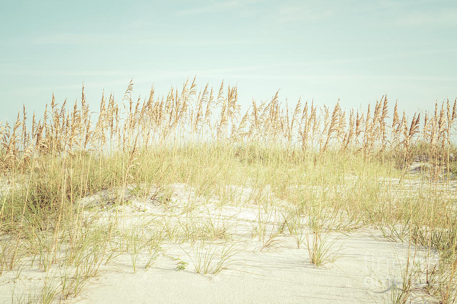 Beach Grass and Sea Oats Photo Photograph by Paul Velgos