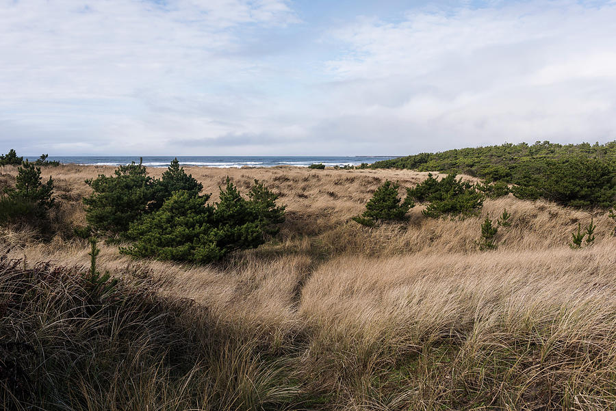 Beach Grass and Shore Pine Photograph by Robert Potts