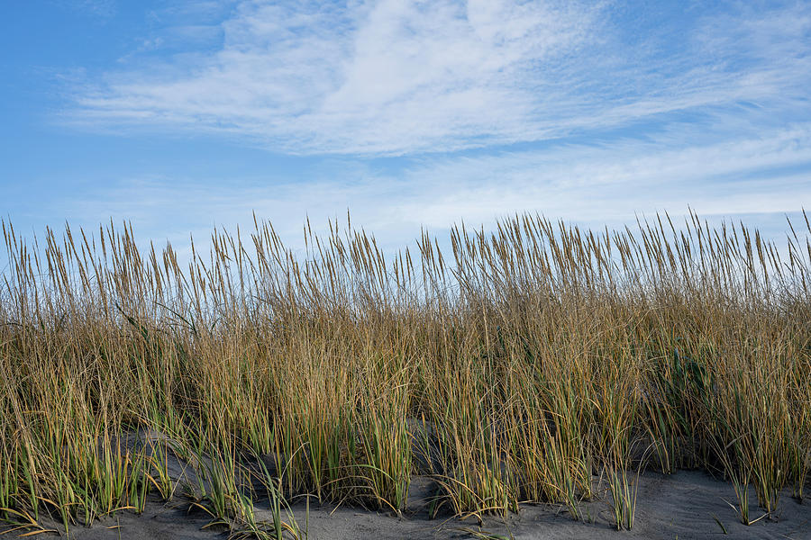 Afternoon Photograph - Beach Grass at Benson Beach by Robert Potts