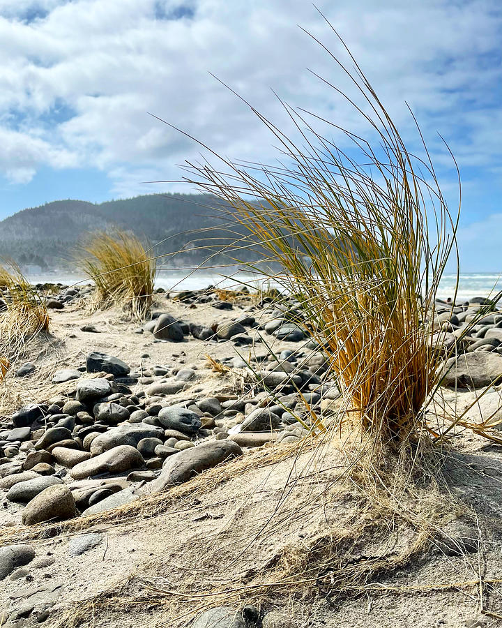 Beach Grass Photograph by Brian Eberly