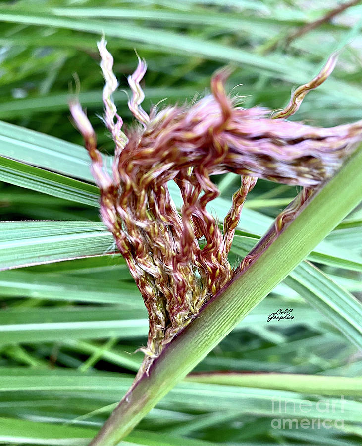 Beach Grass Feather Photograph by CAC Graphics