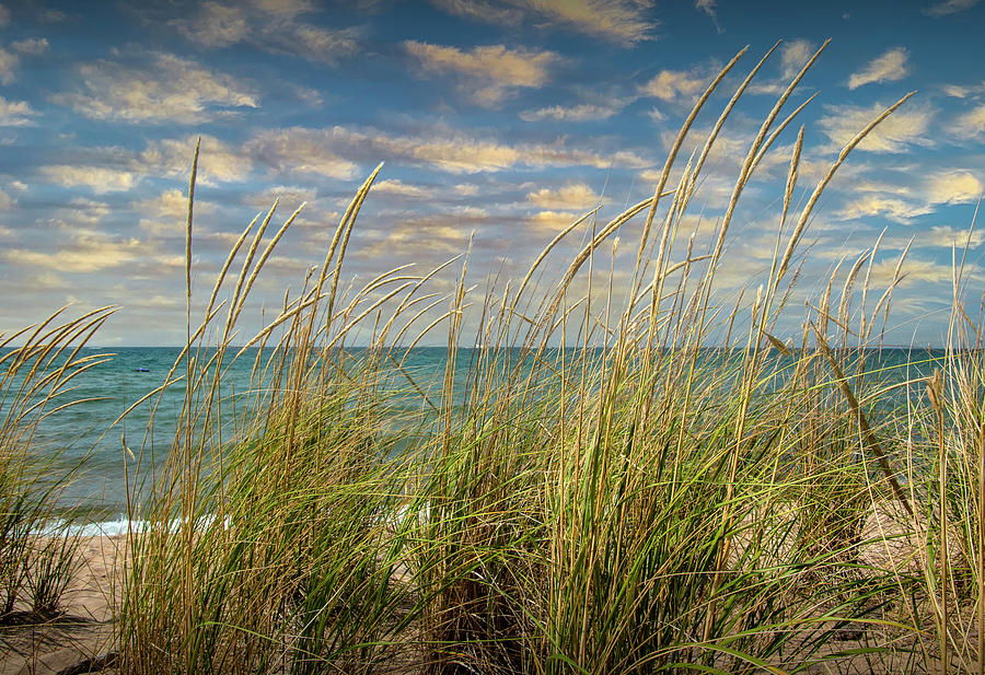 Beach Grass on the Dune at Kirk Park by Lake Michigan  Photograph by Randall Nyhof