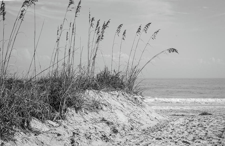 Beach Grass Path Photograph by Mary Timman - Fine Art America