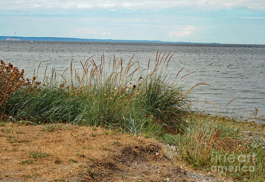 Beach Grass View Photograph by Norma Appleton