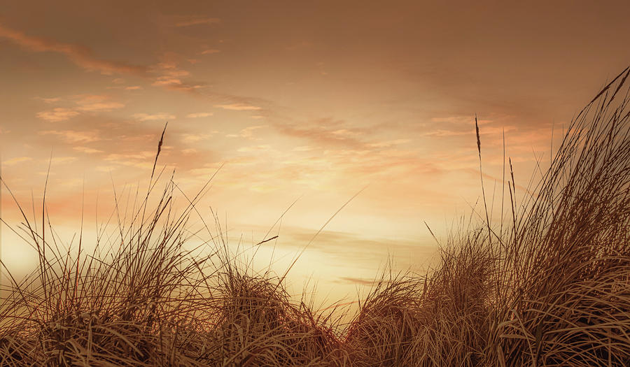 Beach Grasses at Sunset Photograph by Don Schwartz