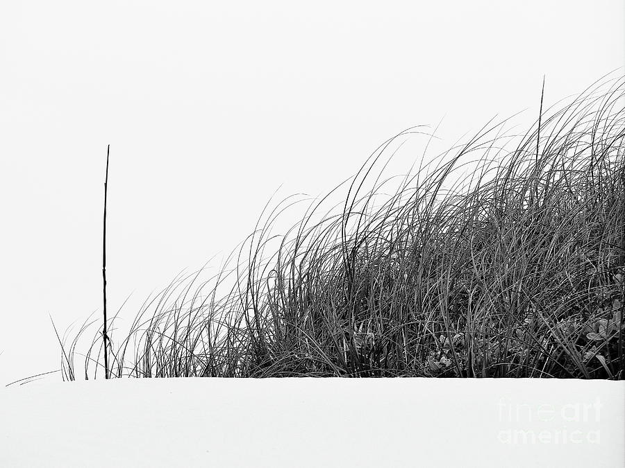 Beach Grasses Photograph