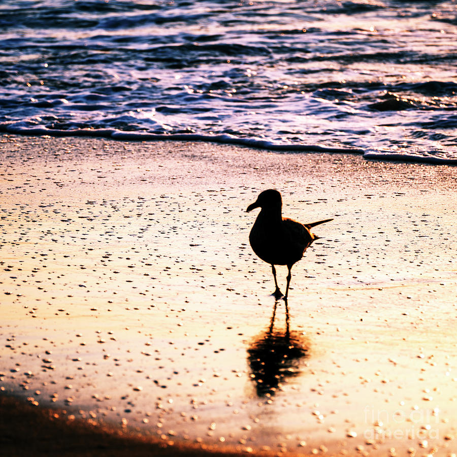 Beach Haven Sunrise Seagull Photograph by John Rizzuto