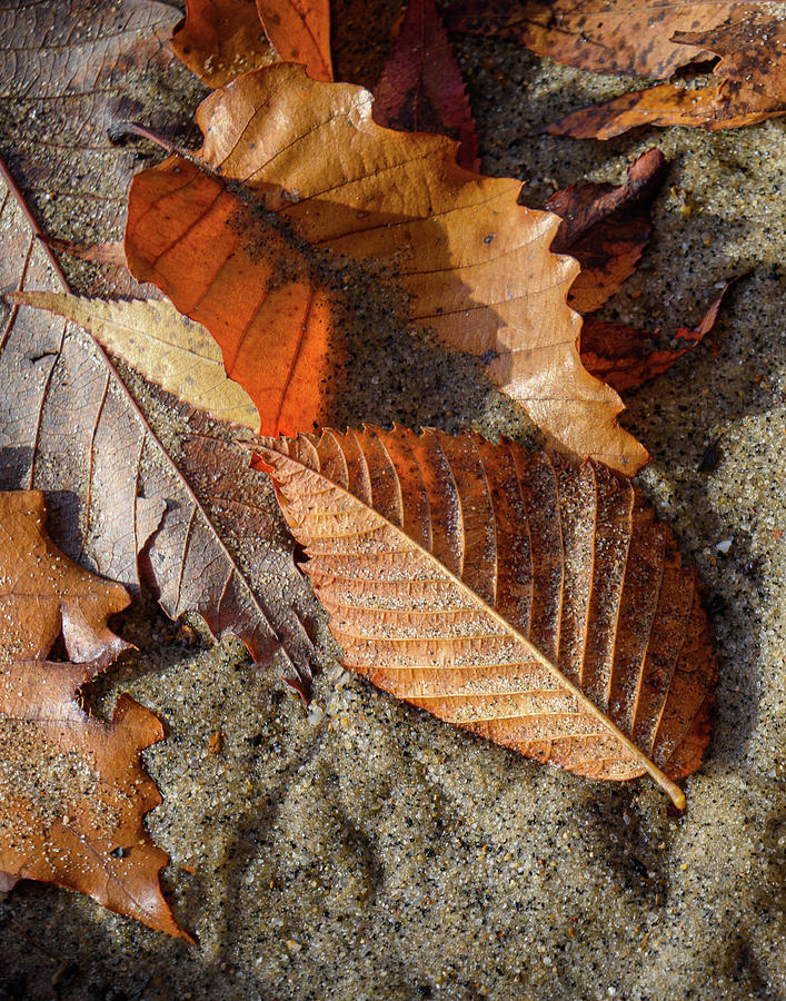 Beach Leaves Photograph by Karen Smale