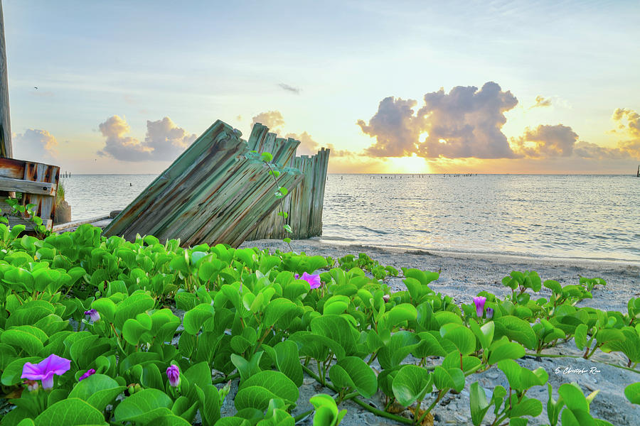 Beach Morning Glory  Photograph by Christopher Rice