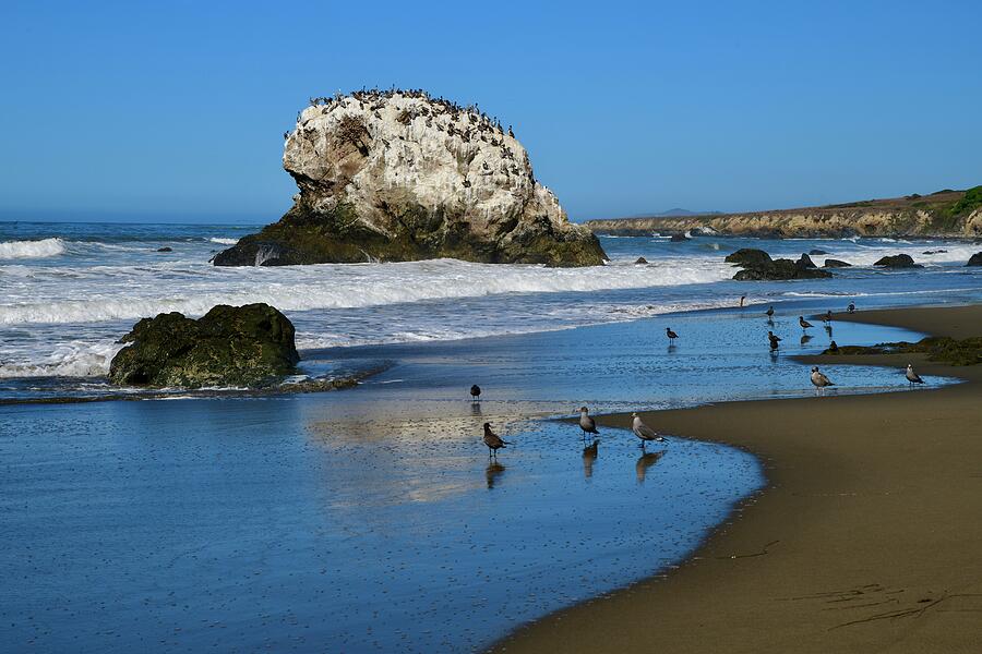 Bird Photograph - Beach on South End of Big Sur by Frozen in Time Fine Art Photography