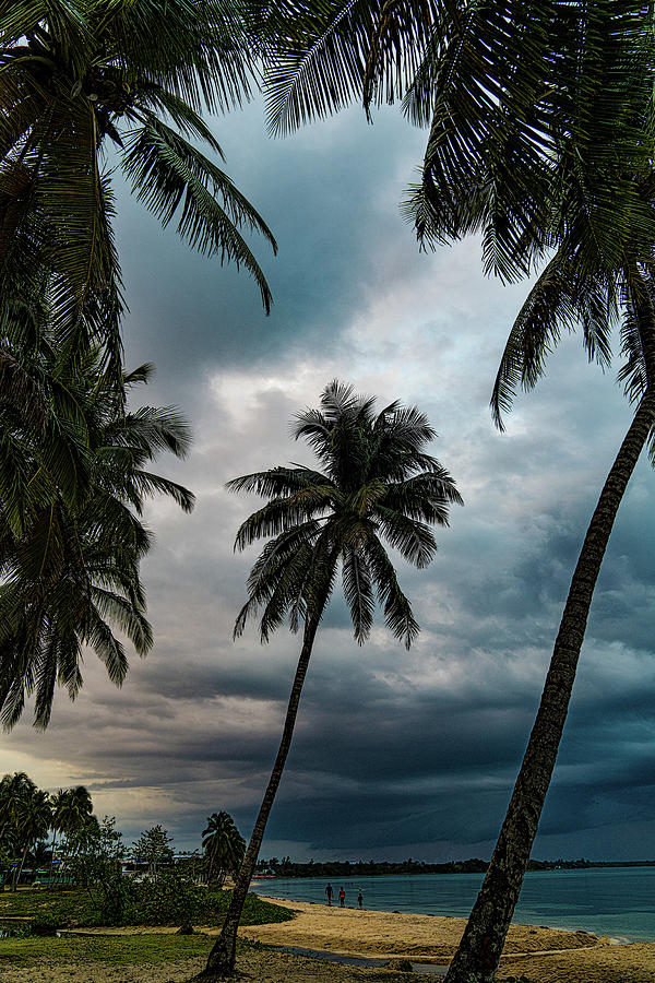 Beach Palms At Playa Larga Photograph by Chris Lord