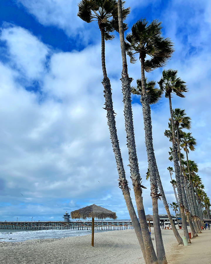 Beach Palms Photograph by Brian Eberly