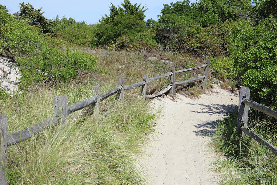 Beach Path Island Beach State Park Photograph by Brad Knorr Fine Art