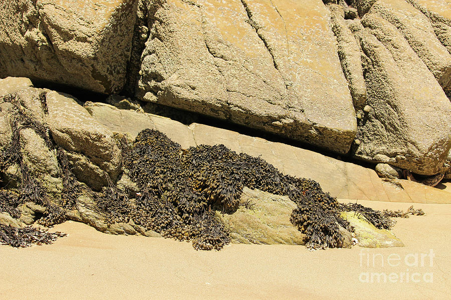 Beach Rock Seaweed Rathmullan Photograph by Eddie Barron