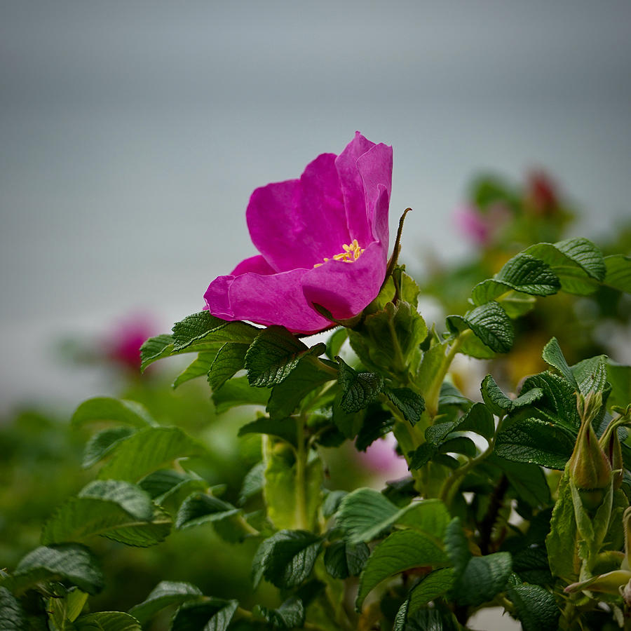 Beach Rose 1 Photograph by Mark Truman