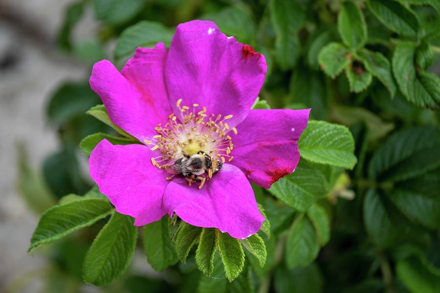 Beach Rose and Bumblebee Photograph by Bradford Martin