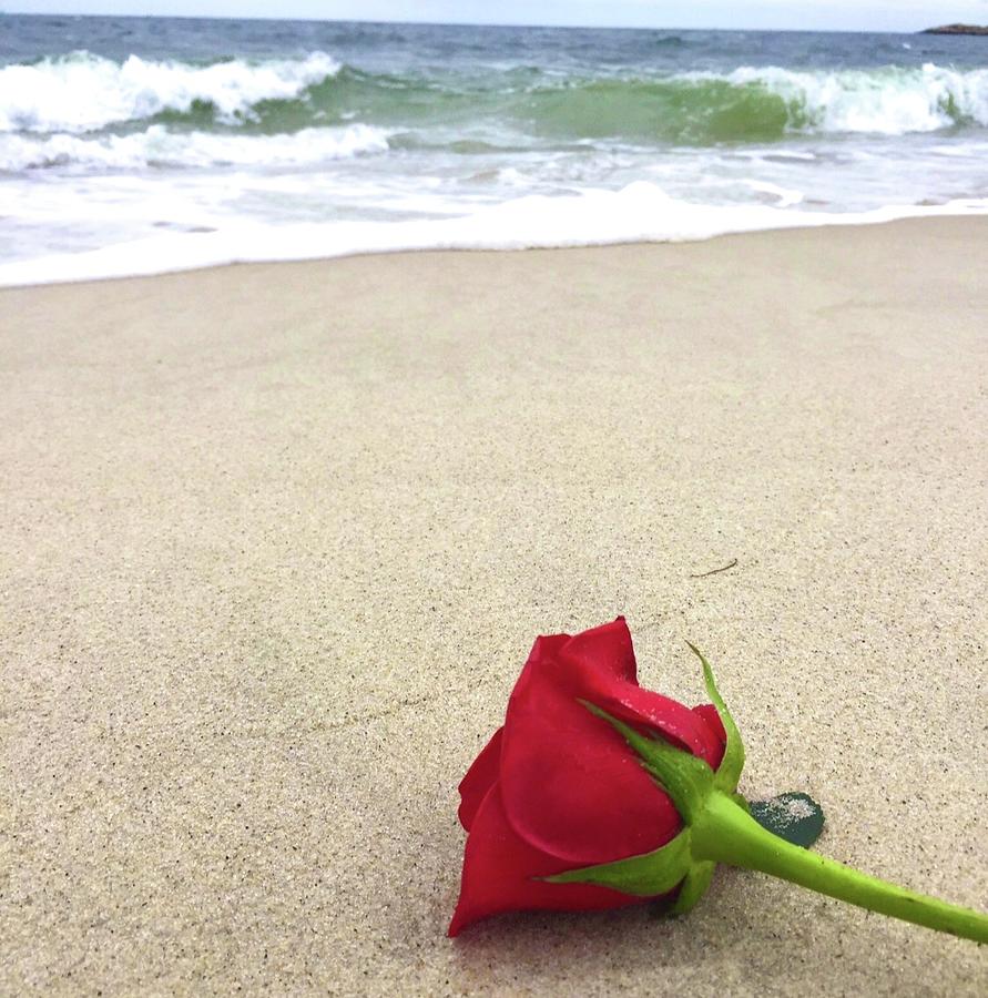 Beach Rose Photograph By Andrea Cota Fine Art America