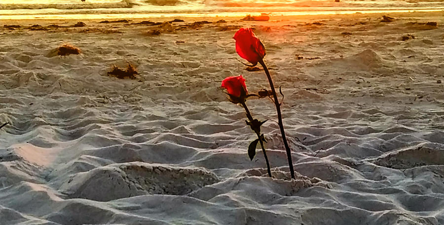Beach Roses Photograph by Rein Nomm