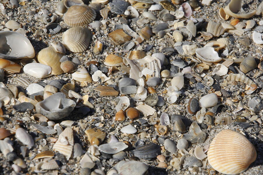 Beach Sand and Shells Photograph by Valerie Collins