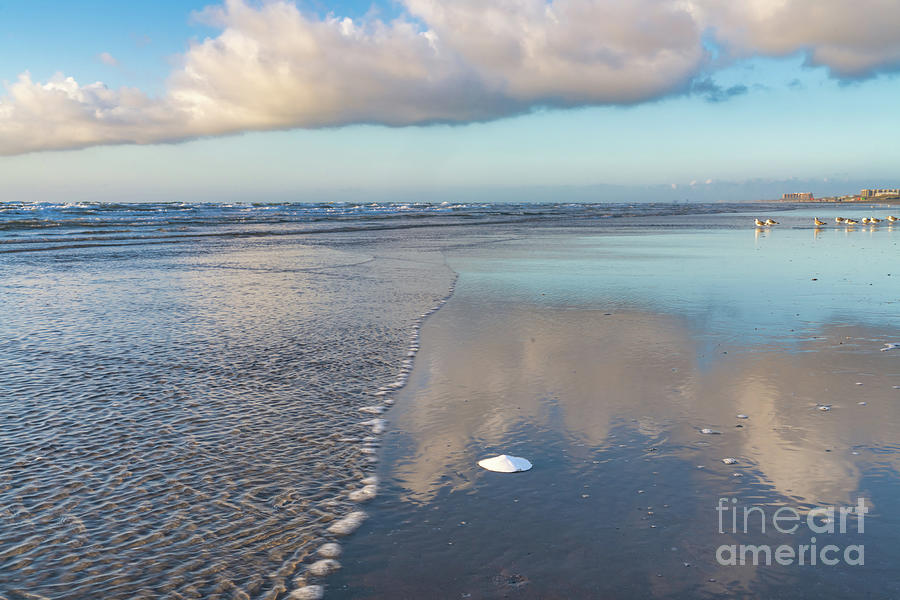 Beach Sand Dollar Reflection Photograph by Bee Creek Photography - Tod and Cynthia Beach Sand Dollar Reflection Photograph by Bee Creek Photography - Tod and Cynthia