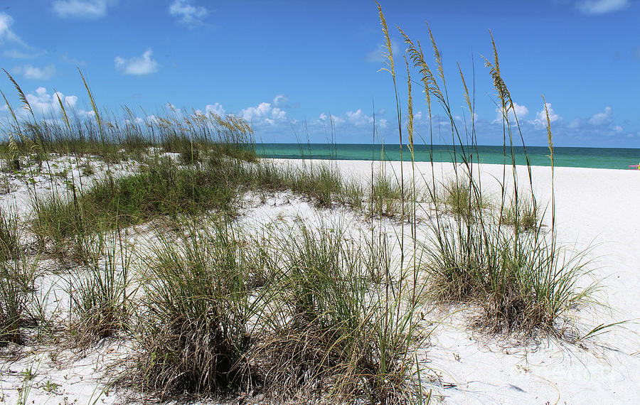 Beach Sand Dunes, Sea Oats Photograph by Nicole Weeden | Pixels