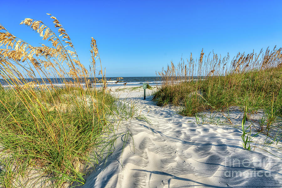 Beach Sea Oats Photograph By Bee Creek Photography Tod And Cynthia