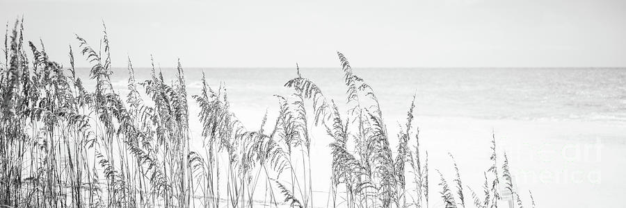 Beach Sea Oats Grass Florida Black and White Panorana Photo Photograph by Paul Velgos