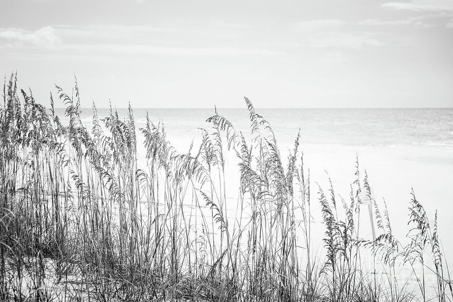 Beach Sea Oats Grass Florida Black and White Photo Photograph by Paul Velgos