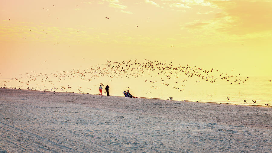Beach, seagulls and sunset Photograph by Alexey Stiop
