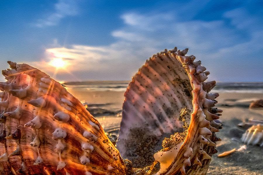 Beach Shell Find With Sunrise Fantasia L B Digital Art