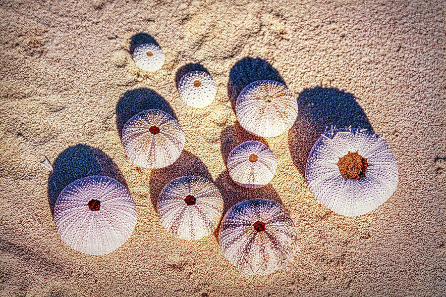 Beach shells, Cozumel, Mexico Photograph by Tatiana Travelways