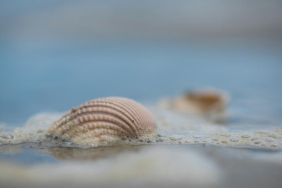 Beach Shells Photograph by Lori Rowland