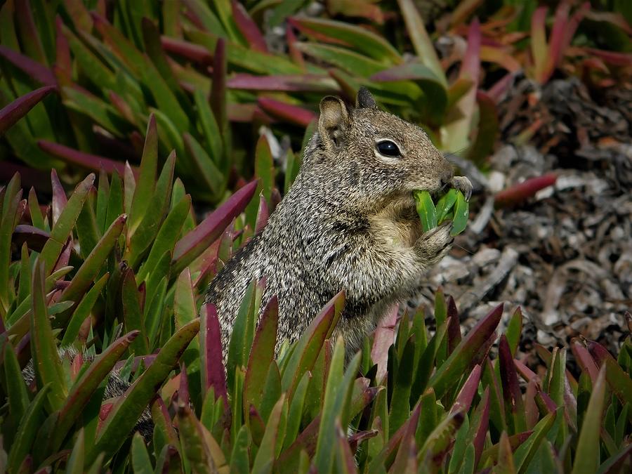 Beach Squirrel  Photograph by Carl Moore