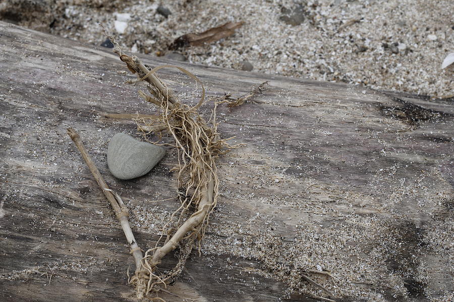 Beach Stone on Driftwood Photograph by Valerie Collins