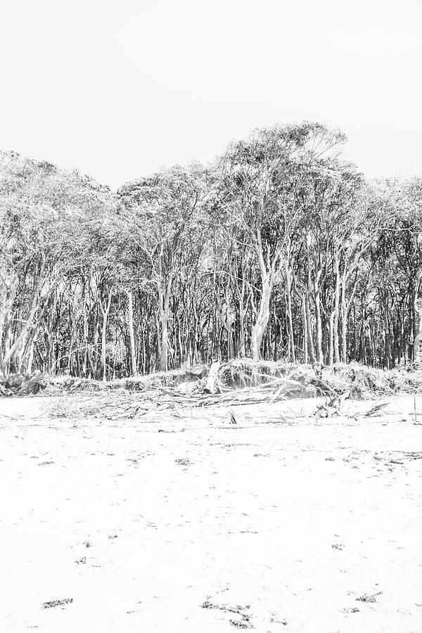 Beach thicket Photograph by Jorgo Photography
