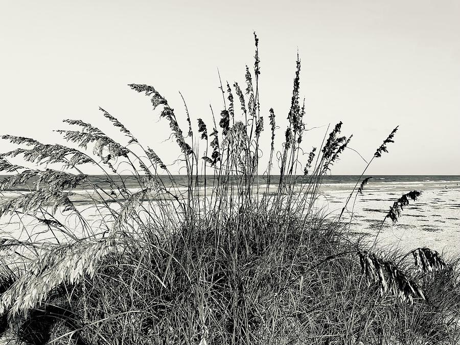 Beach Time, amongst the Grasses Photograph by John Anderson