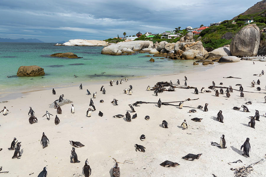 Beach Time for Penguins Photograph by Bill Cubitt