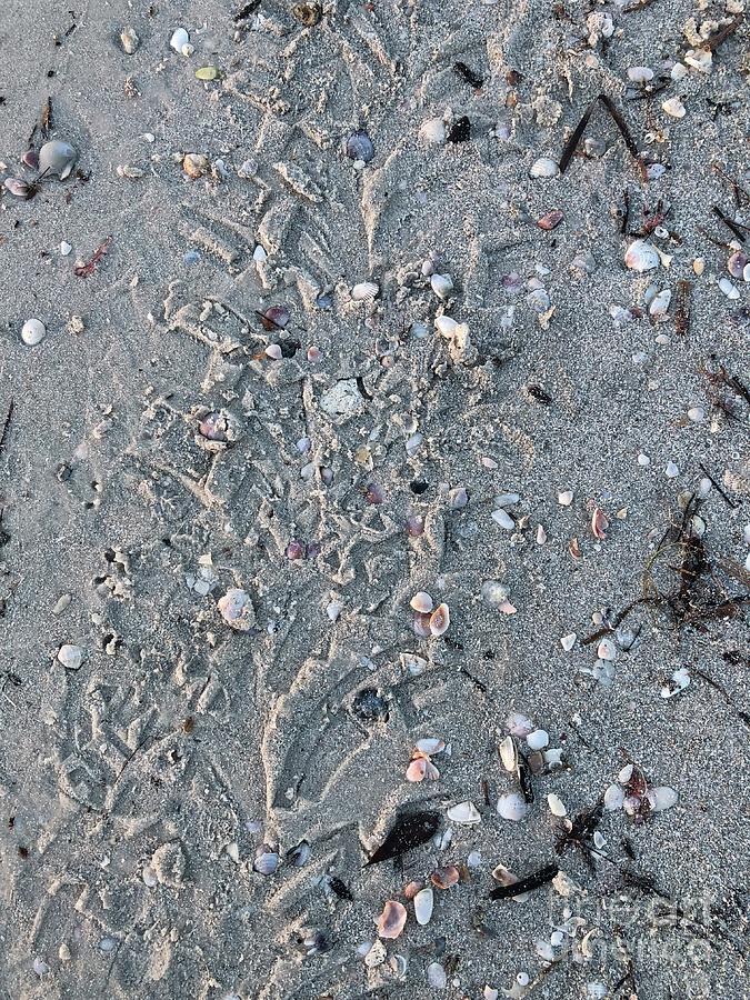 Beach trace. Photograph by Martine Harris - Fine Art America