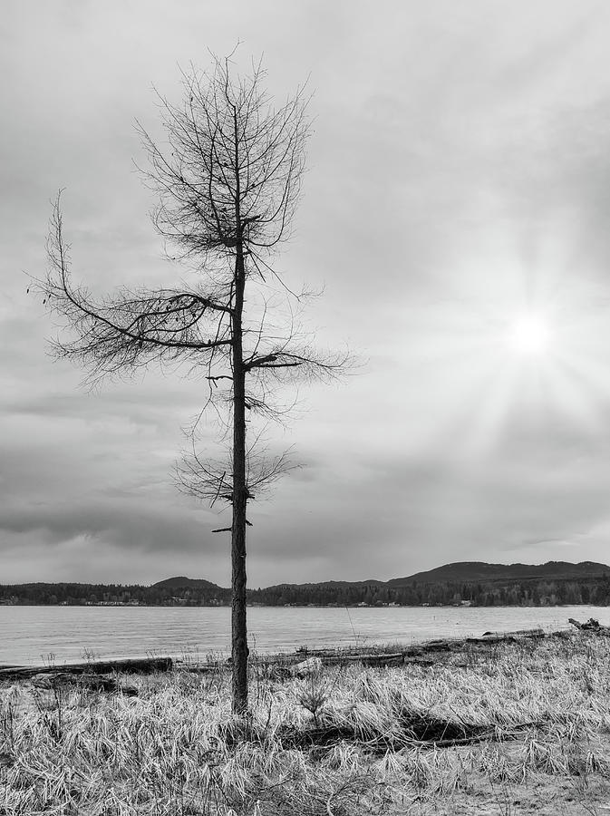 Beach Tree and Morning Winter Sun Black and White Photograph by Allan Van Gasbeck