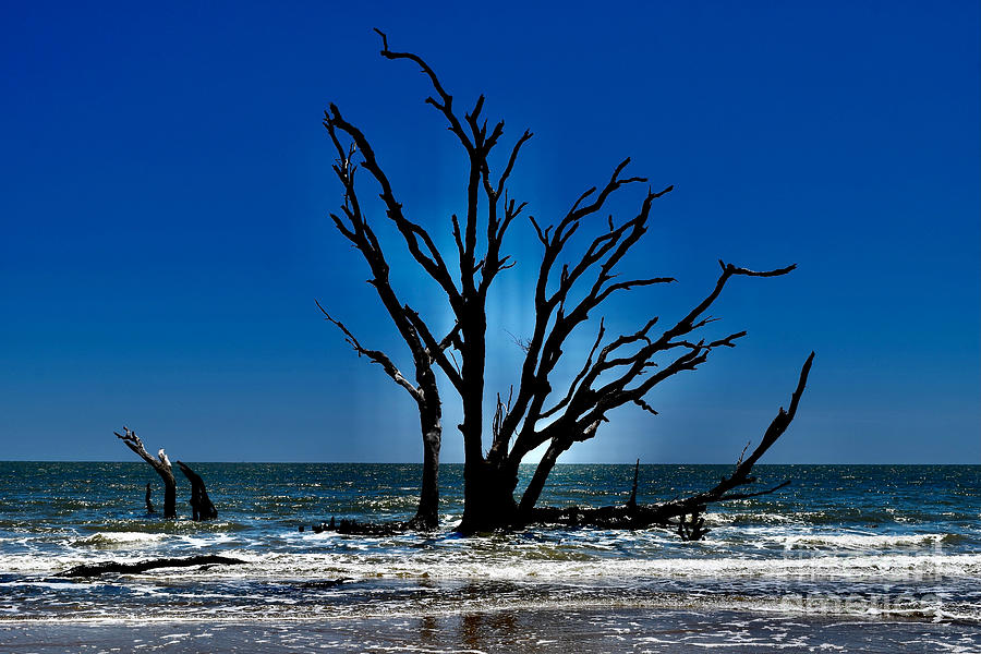  Beach Tree Boneyard Blues Photograph by Debra Banks