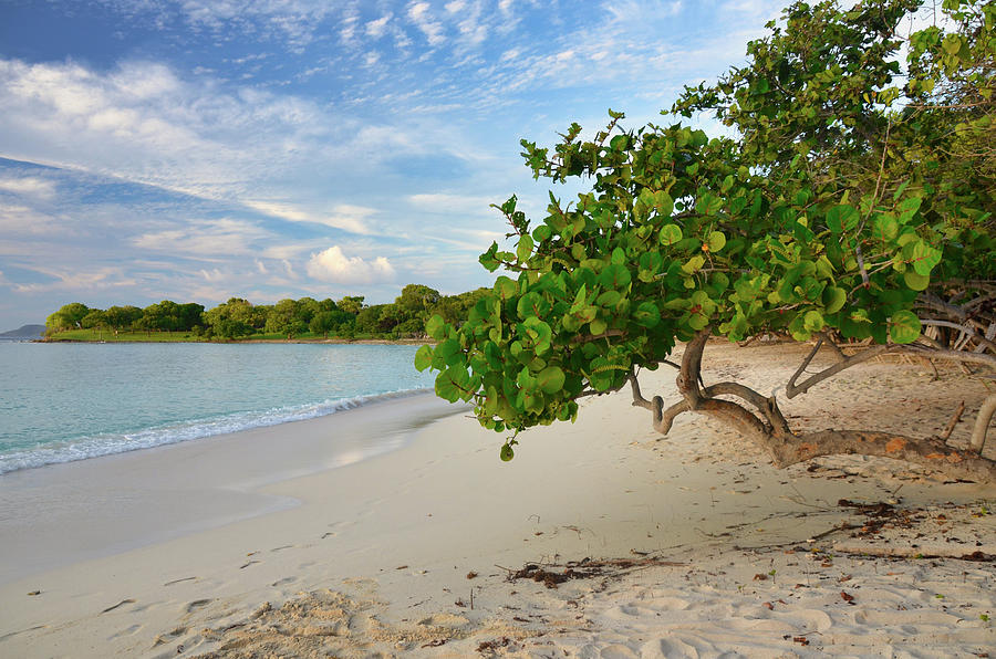 Beach Tree in the Caribbean Photograph by Matthew DeGrushe