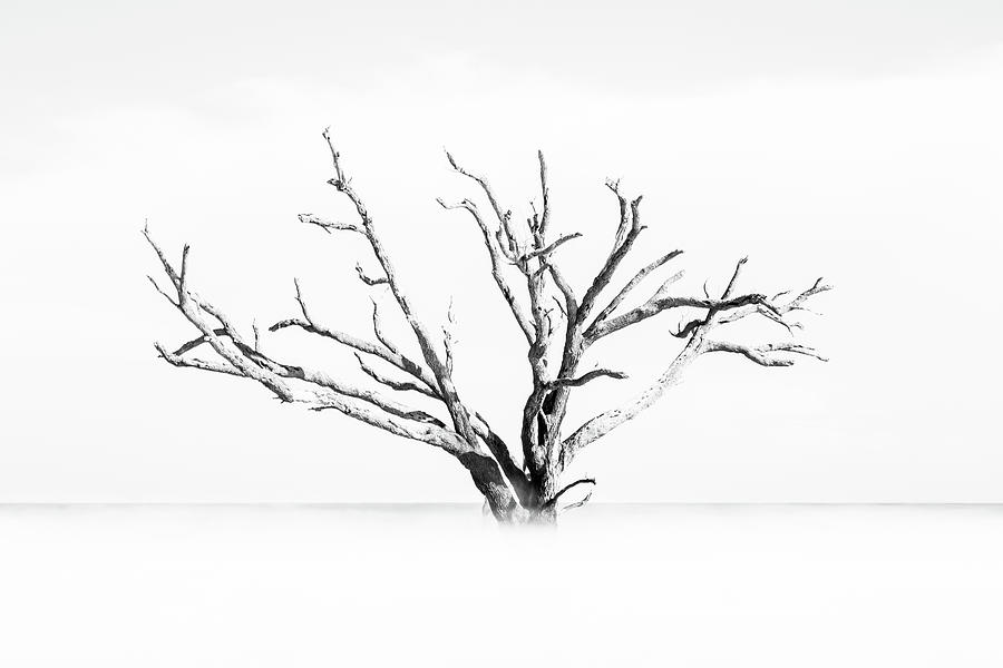 Beach Tree Photograph by Stefan Mazzola