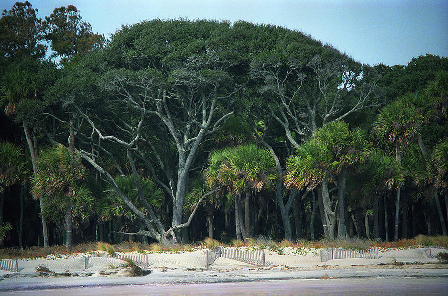 Hilton Head - Beach Trees and Sand 1991 Photograph by Frank Romeo