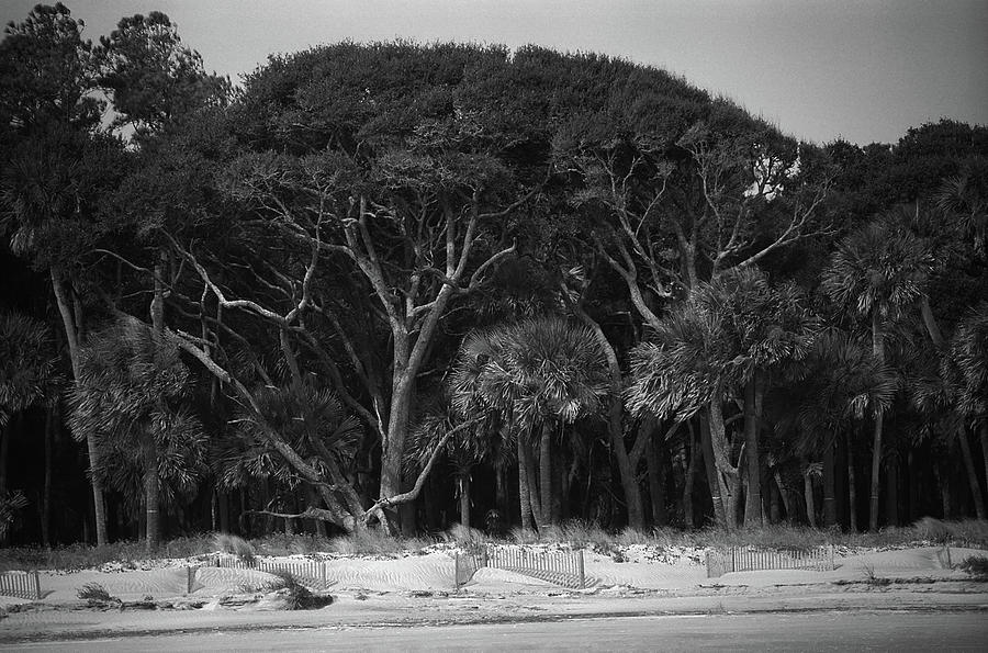 Hilton Head - Beach Trees and Sand 1991 BW Photograph by Frank Romeo