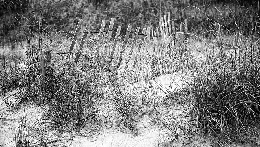 Black And White Photograph - Beach Vegetation and Sand Fence - Atlantic Beach NC by Bob Decker